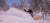 BINDINGLAUST – POWSURF OG SNOWSKATE