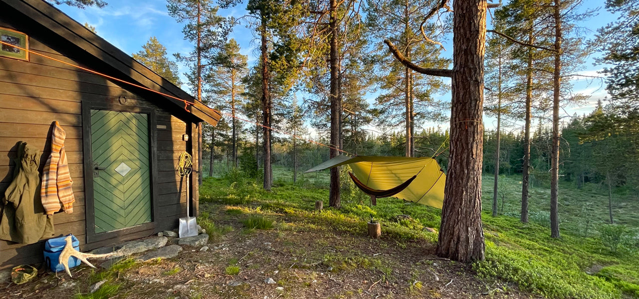 LETMYRSKOIA – KOIE MED HISTORISK SUS
