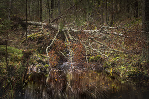 «Rotvelt over bekken» – Arne JW Kolstø – Østmarka – Fotoprint