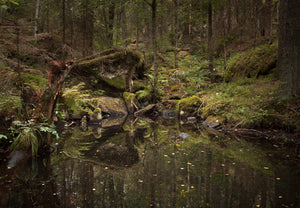 «Dam i bekken» – Arne JW Kolstø – Østmarka – Fotoprint