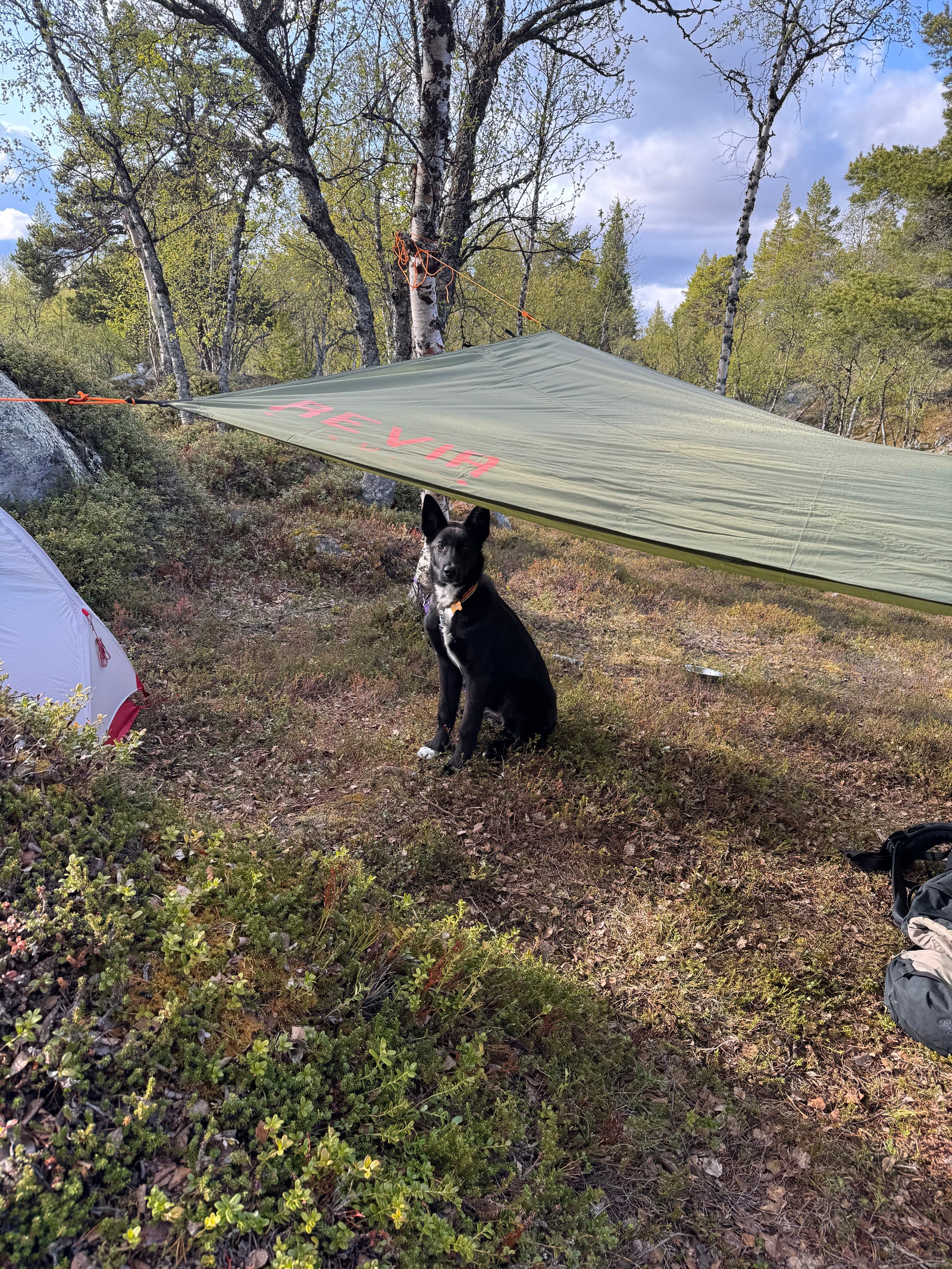 Revir Tarp Hegn – 3 X 4 Meter Ripstop – M/ Teltplugger Og Tau