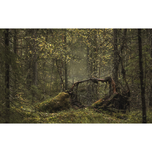 «LYSNING» – ARNE JW KOLSTØ – ØSTMARKA – FOTOPRINT